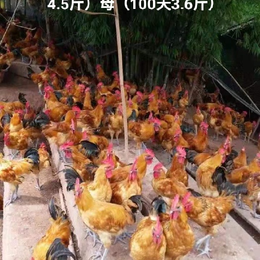 广州土鸡苗 红冠乌鸡