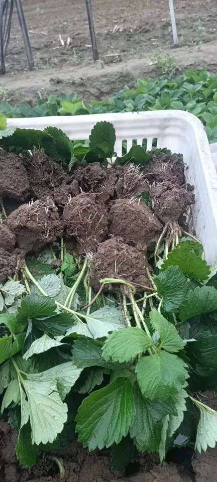 泰安红颜草莓苗 地栽苗 是 