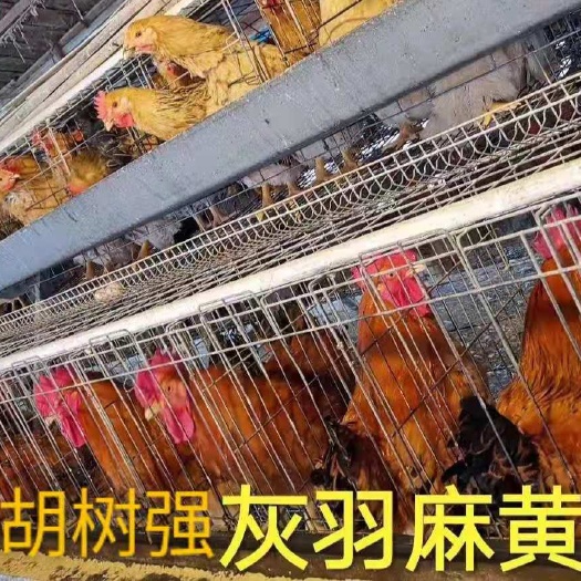 广州肉鸡苗 快大型肉鸡 胡树强