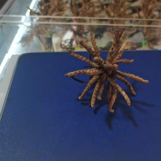 雅江县 虫草