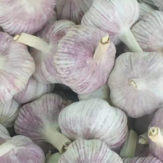 紫皮蒜  金乡高标6.0—6.5分级蒜，净蒜加工一吨起