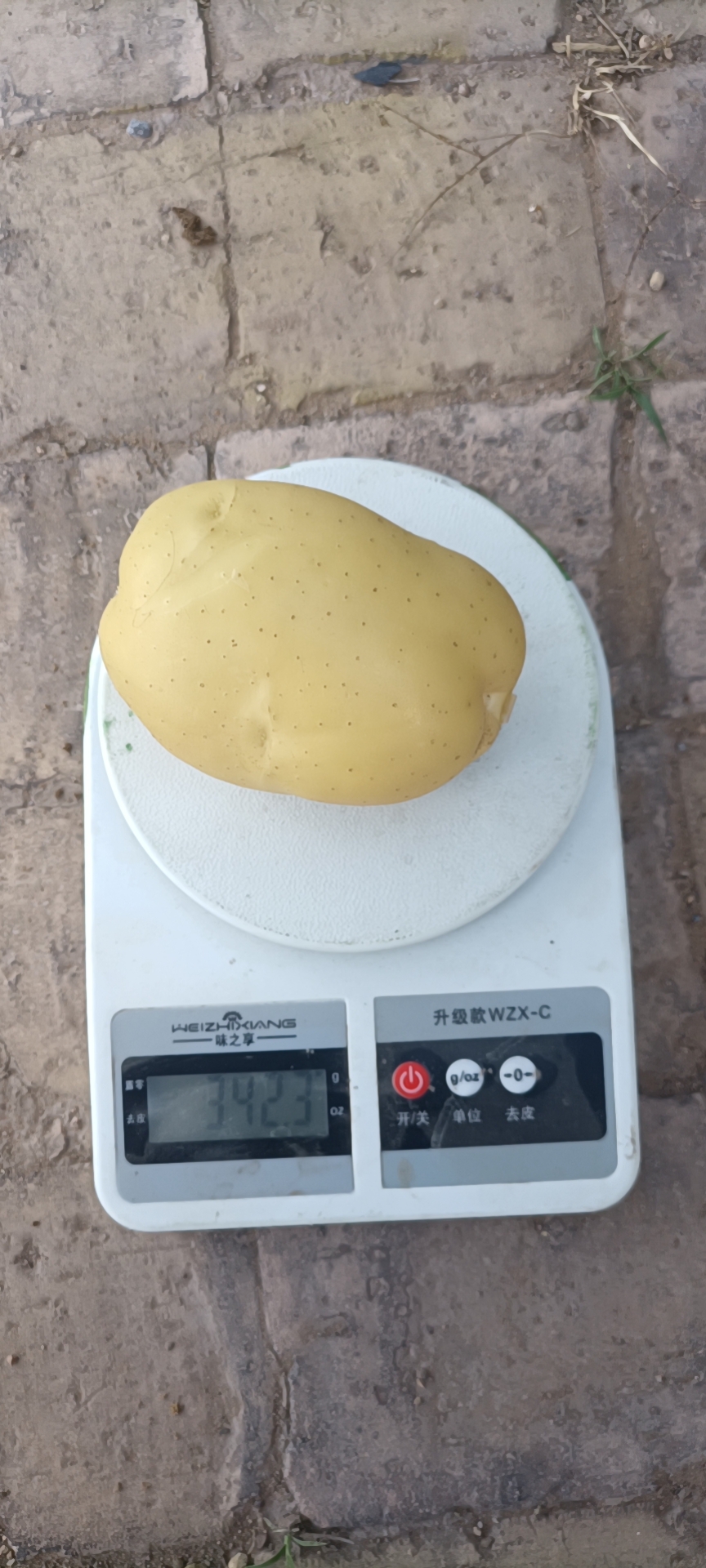  本人有露天希森6号350亩纯沙地