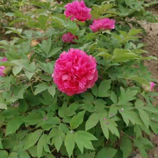菏泽 观赏牡丹