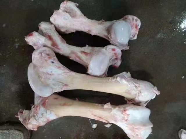 阳信县牛骨  牛棒骨