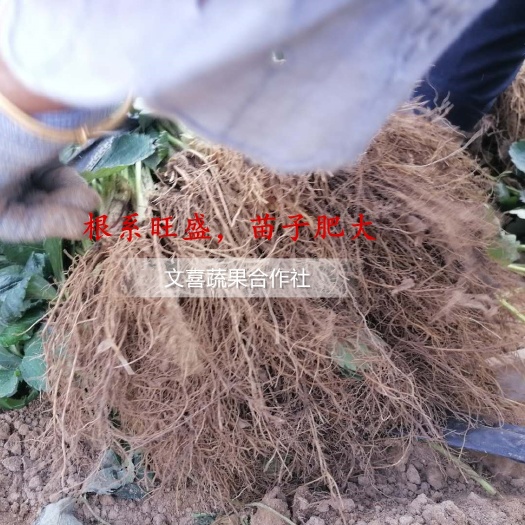 平度市章姬草莓苗  平度，成活率97%以上，高产，脱毒苗