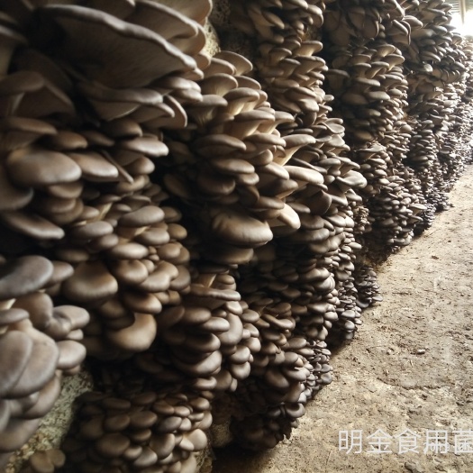 商河县平菇菌种  平菇母
种原种栽培种