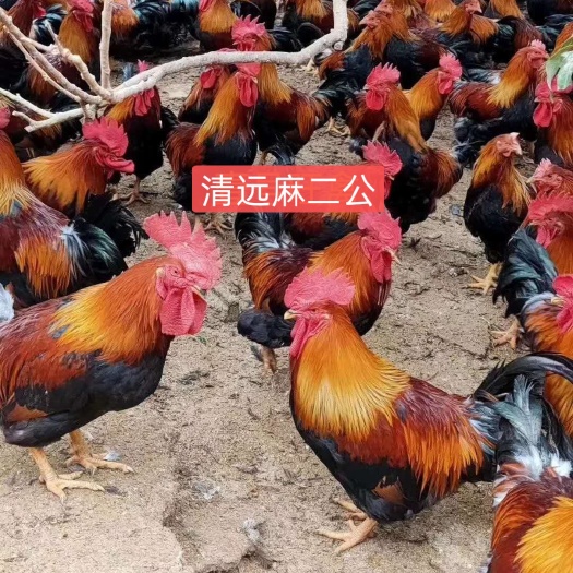 广州麻鸡苗 清远 麻2号公/母