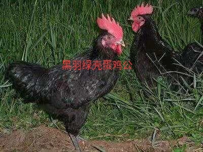 广州蛋鸡苗  麻羽/黑羽