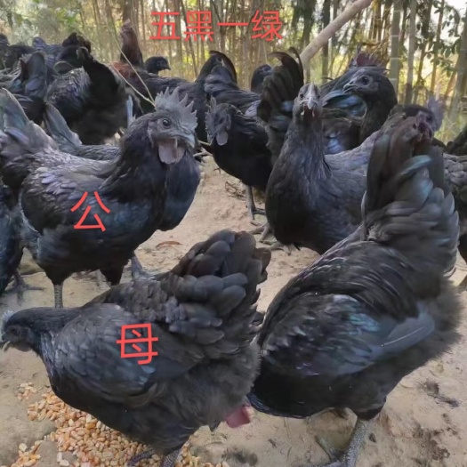 广州蛋鸡苗  五黑一绿