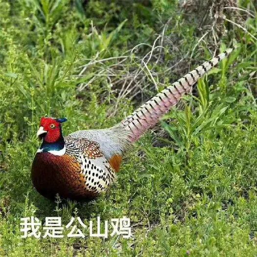 广州山鸡苗  山鸡