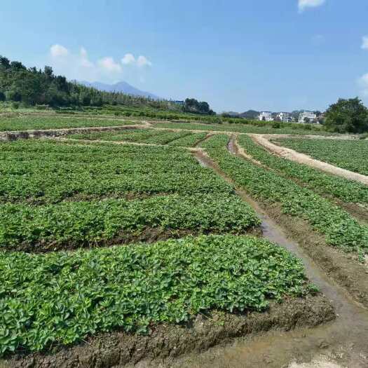 兴安县甜查理草莓苗