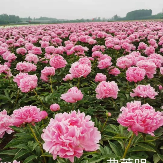 菏泽多花芍药 精品芍药花基地直销，量大从优，诚信经营，放心购买