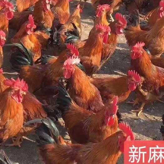 广州麻鸡苗 麻六