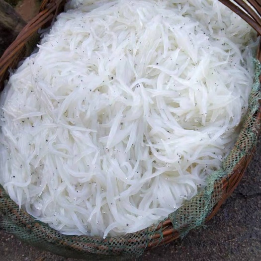 宜昌小银鱼 银鱼