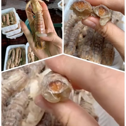 連云港熟凍皮皮蝦    質(zhì)量保證   大公  大母  小母  都有