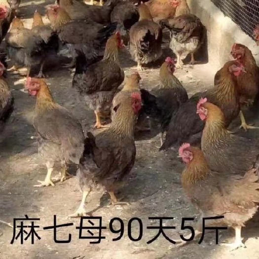 广州麻鸡苗 麻七