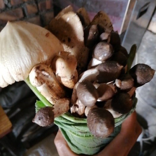 彝良县 鸡枞菌出售