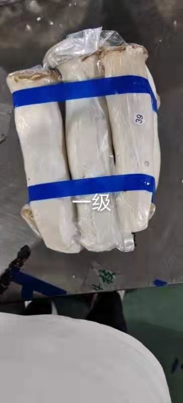 漳浦县鲜杏鲍菇  杏鲍菇鲜品产地大货日产40-60吨供应欢迎老板