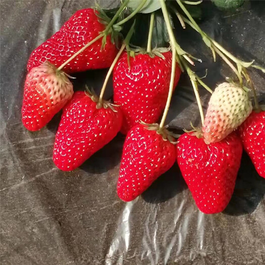泰安根系矮壮宁玉草莓苗 大叶宁玉草莓苗基地直销供应 植株健壮