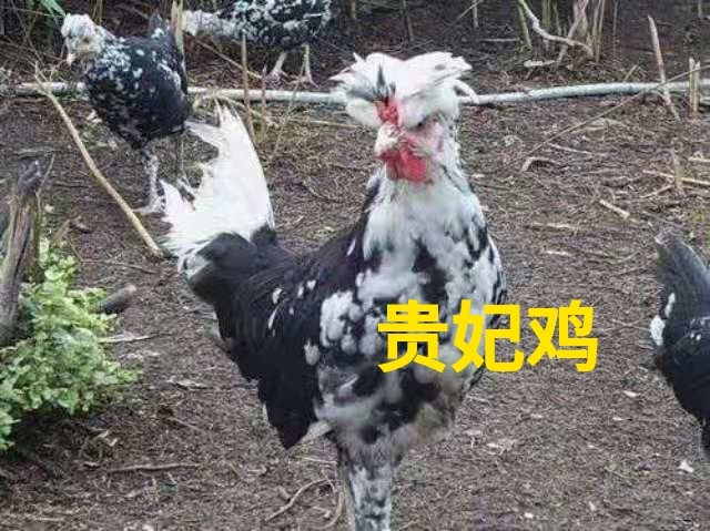 广州贵妃鸡苗 贵妃鸡混合