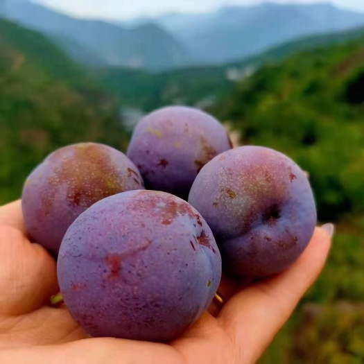 脆红李子青脆可口