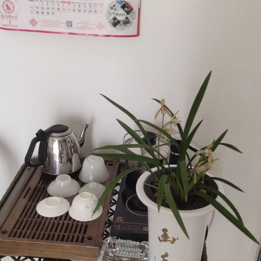 桐梓县 四季兰，很适合阳台，茶机，客厅等……，