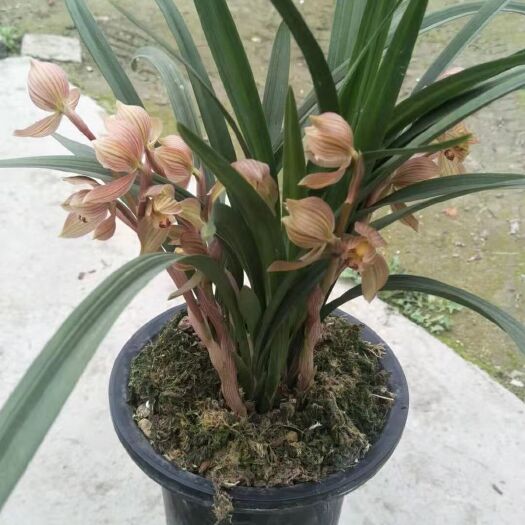 桐梓县春剑兰花 兰花盆景春剑，很适合摆放在阳台，茶机，客厅等……