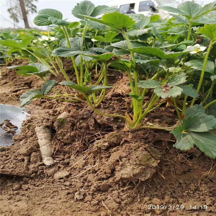 根系矮壮宁玉草莓苗 大叶宁玉草莓苗基地直销供应 植株健壮