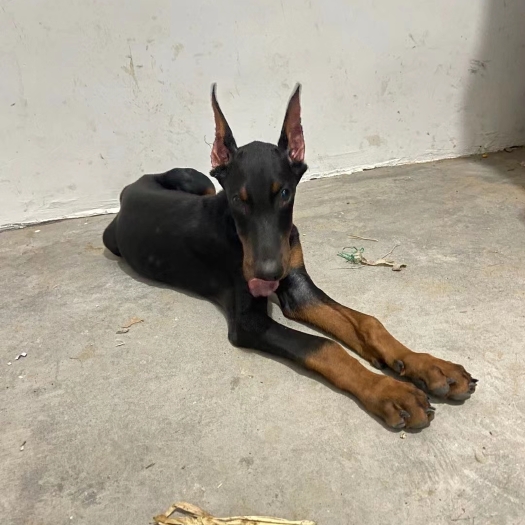 郓城县德系杜宾犬