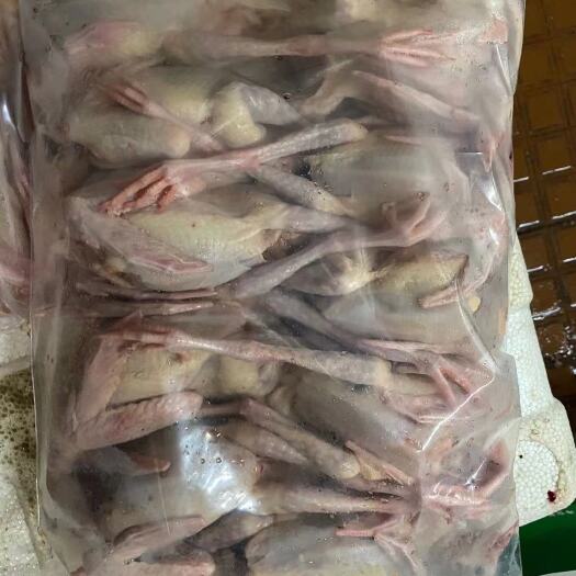 佛山 乳鸽系列，规格齐全，质量优良。