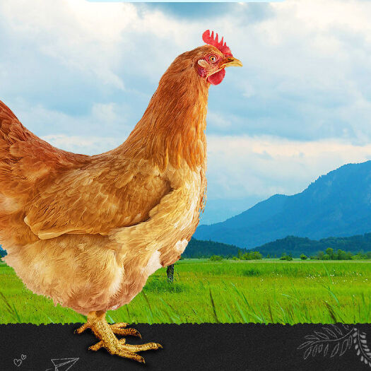 金乡县鸡肉类  农家山区吃谷子的散养土鸡(去了内脏2斤左右)