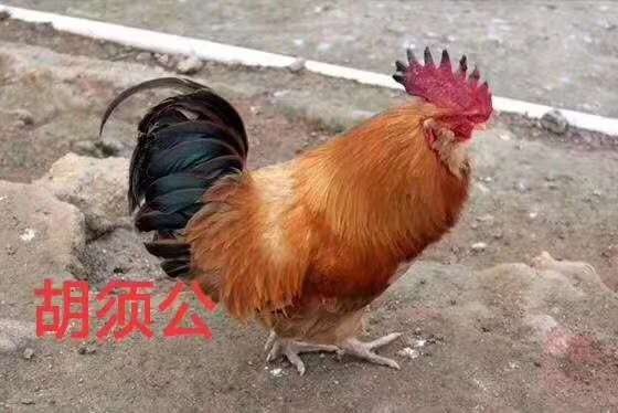 广州土鸡苗  胡须鸡
