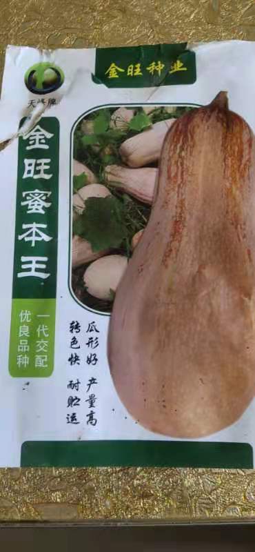蜜本南瓜