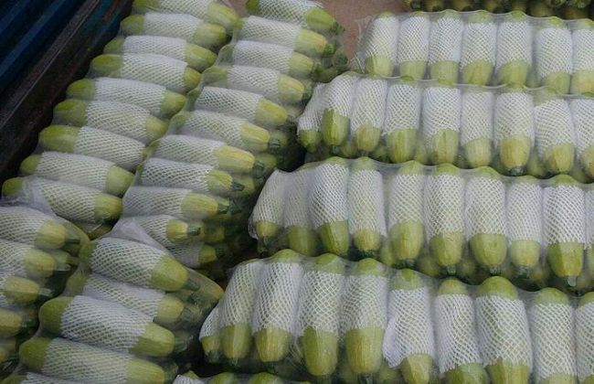 岚县绿皮西葫芦 西葫芦