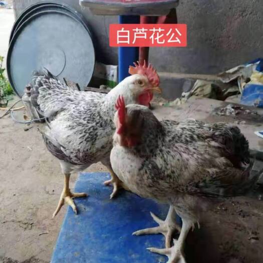 广州芦花鸡苗 大种白芦花