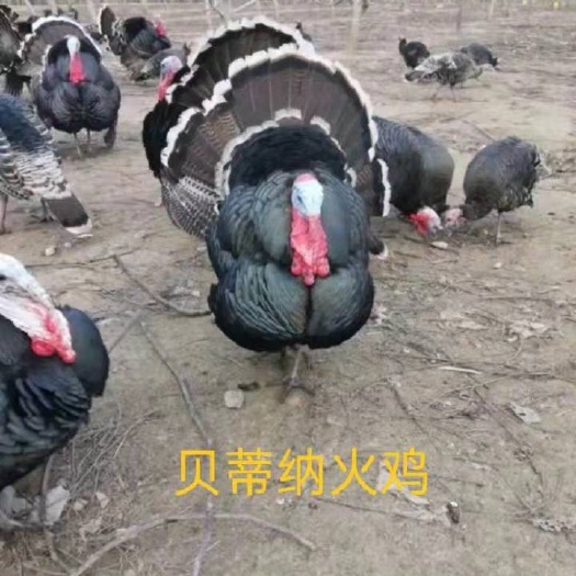 广州火鸡苗  火鸡