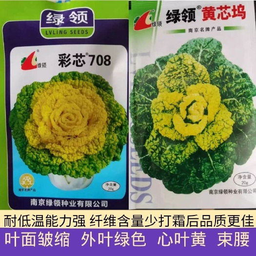 泌阳县黄心乌白菜种子 绿领彩芯708黄心乌种子  外叶绿色 心叶黄 束腰 耐低温