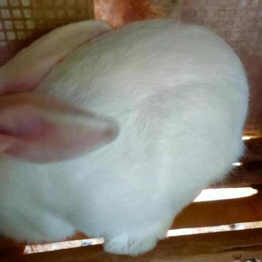 聊城肉兔，獭兔长期出需要的详谈