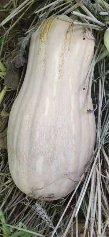 蜜本南瓜
