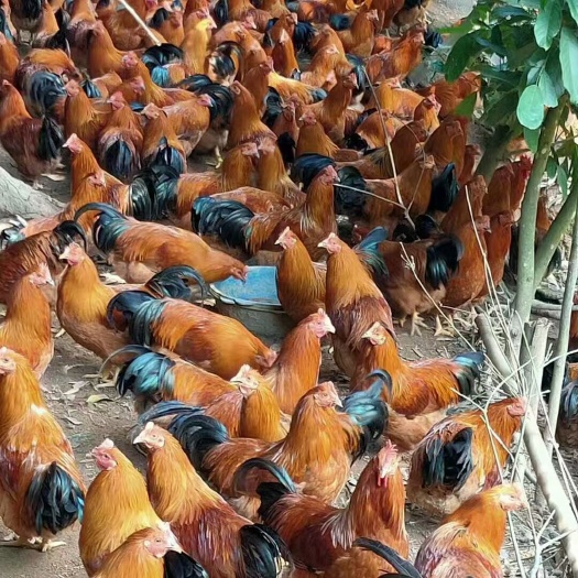 广州土鸡苗 灵山麻