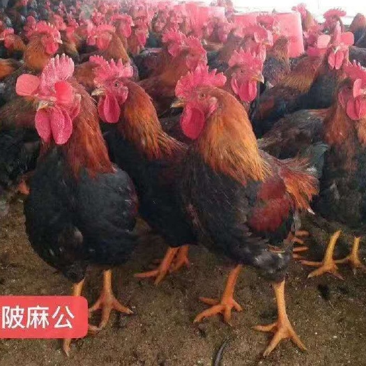 广州麻鸡苗 新陂麻