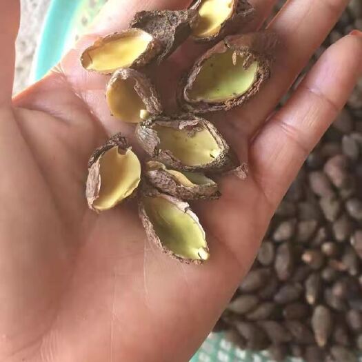 佛山大量供应优质胖大海