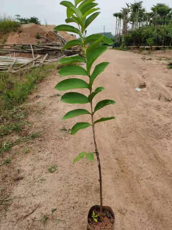 胭脂红番石榴苗  胭脂红番石榴，营养杯苗。