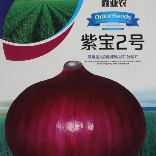 天津红皮洋葱种子 紫宝2号红皮洋葱扁圆洋葱种子100克袋50克袋