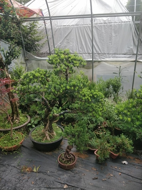 沭阳县雀舌罗汉松 罗汉松盆景