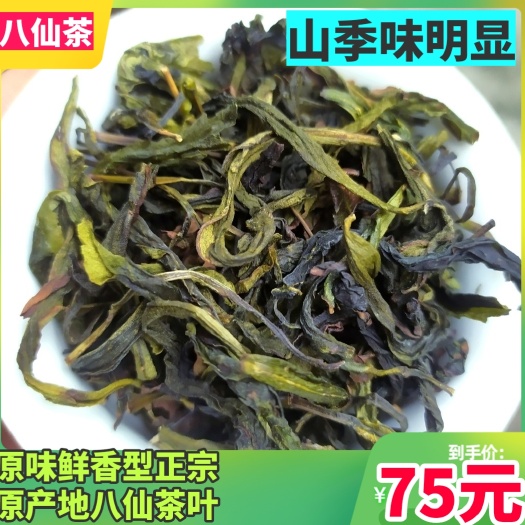 惠来县奇兰茶 高山茶潮汕土山茶诏安八仙茶潮汕高山茶惠来土山茶乌龙茶