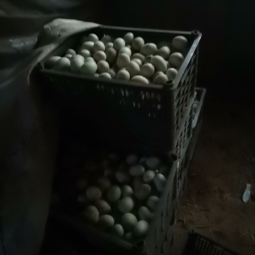 曹县鸭蛋 食用 箱装