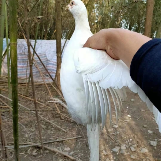 白化山鸡