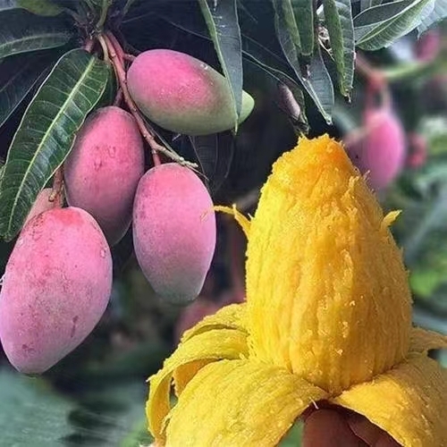 灵山县贵妃芒果苗  红贵妃红金龙金凤凰芒果苗