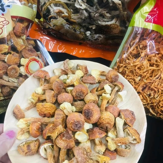 玉林 姬松茸